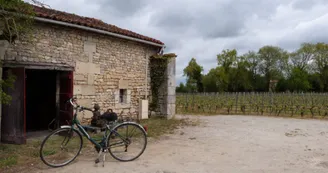vignoble Chauraud et fils vignoble Chauraud et fils