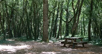 Aire de pique-nique des Terres-rouges - Forêt de Benon