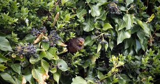 Biodiversité - les haies, lieu de vie et de passage Biodiversité - les haies, lieu de vie et de passage