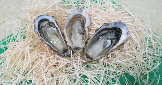 Huîtres Massé Huîtres Massé