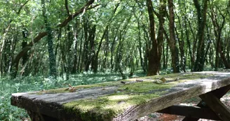 Aire de pique-nique des Charmes - Forêt de Benon