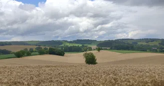 Les champs dorés Les champs dorés