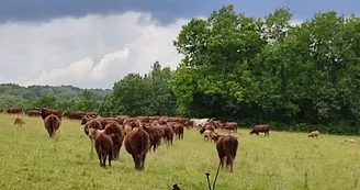 Un troupeau de vache déambulant Un troupeau de vache déambulant