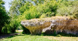 Le champignon Le champignon