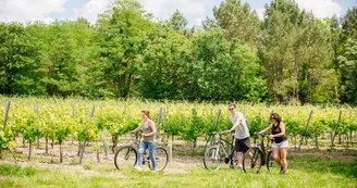 Les vignes Les vignes
