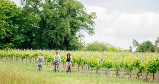 Les vignes