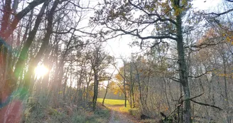 En forêt En forêt