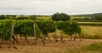 Asnières-vignes Asnières-vignes
