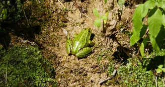 Grenouille-fontaine de Tonne Grenouille-fontaine de Tonne