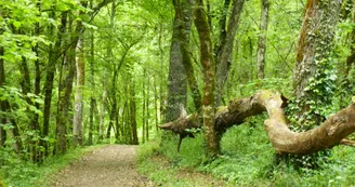 Allée forestière Allée forestière