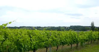 Vignoble du cognac Vignoble du cognac
