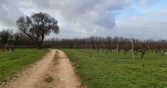 Vignoble Vignoble