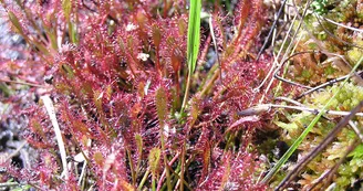 Circuit VTT Les Benissons N8 Soubran Boisredon tourbiere plantes carnivores 4 Circuit VTT Les Benissons N8 Soubran Boisredon tourbiere plantes carnivores 4