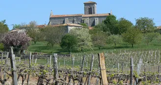 Circuit VTT des distilleries N18 Archiac Vignoble du Cognac Lonzac vignes 2 Circuit VTT des distilleries N18 Archiac Vignoble du Cognac Lonzac vignes 2