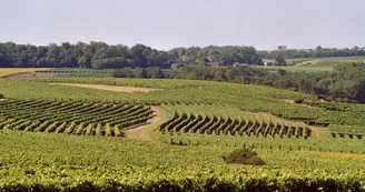Circuit VTC N14 Biron Petite Champagne Vignoble du Cognac Haute-Saintonge 2 Circuit VTC N14 Biron Petite Champagne Vignoble du Cognac Haute-Saintonge 2