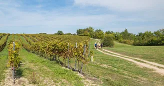 Circuit des vignes Circuit des vignes