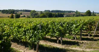 Vignes Vignes