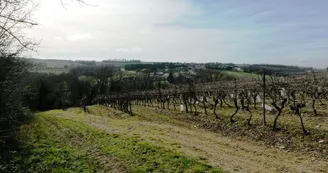 Vignes Vignes