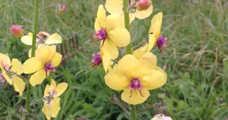 Molène Molène