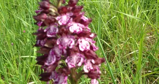 Orchis Orchis