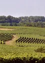 Paysage de vignes autour de Biron