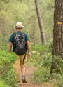 Chemin d'Oléron forêt des Saumonards