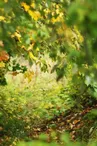Arboretum Jean Aubouin