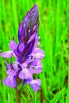 Coteau  aux orchidées