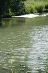 Parcours pêche de la carpe de nuit - Vieille Sèvre Niortaise