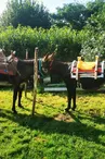 Randonnée avec les ânes