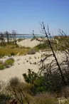 Chasse aux trésors ONF - Les secrets des palissades - Saint-trojan-les-Bains