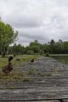 Aire de pique-nique du Lac de Frace